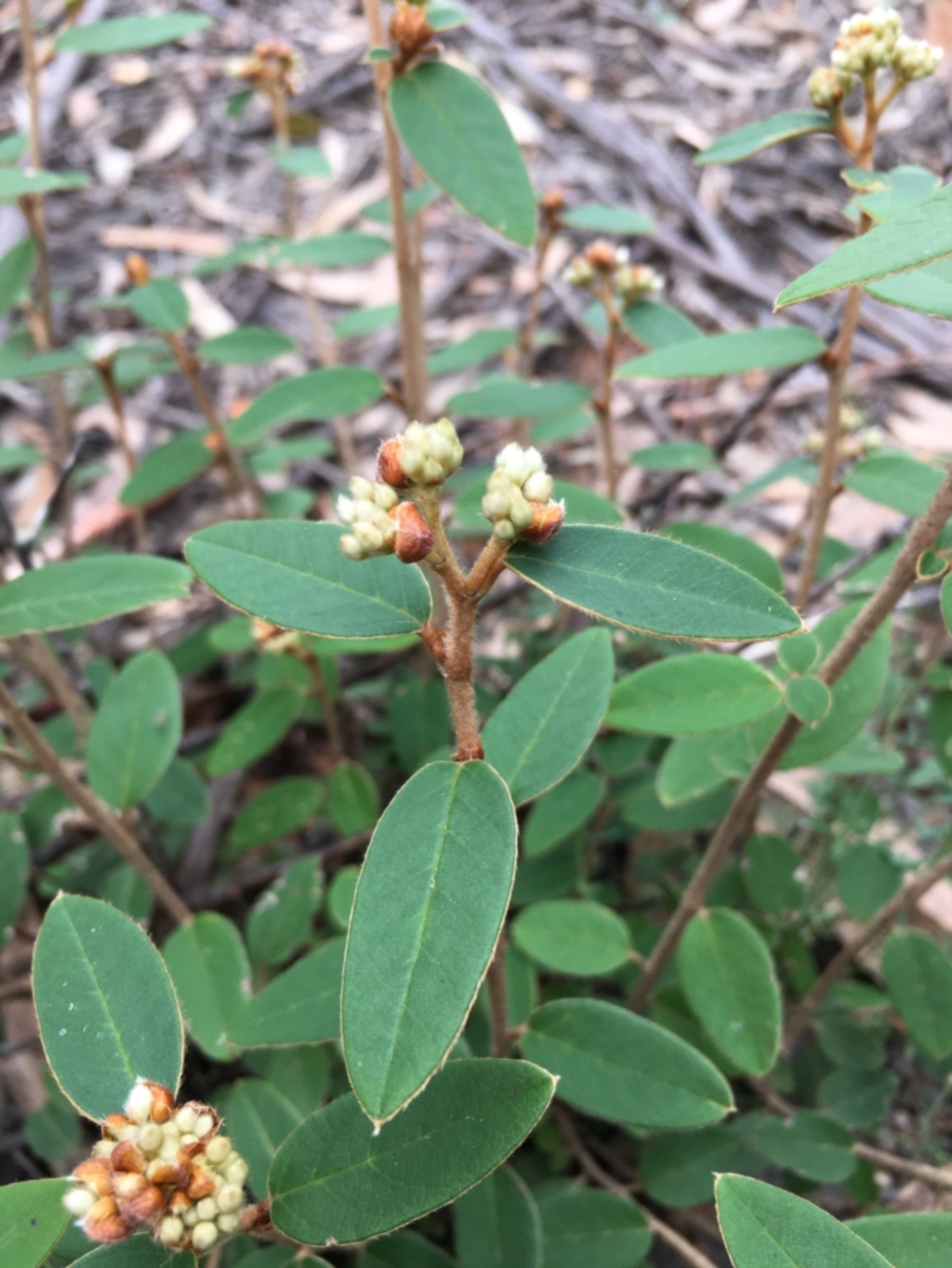 Pomaderris andromedifolia subsp. andromedifolia at Lower Boro, NSW - 13 Jun 2022