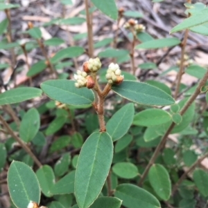 Pomaderris andromedifolia subsp. andromedifolia at Lower Boro, NSW - 13 Jun 2022