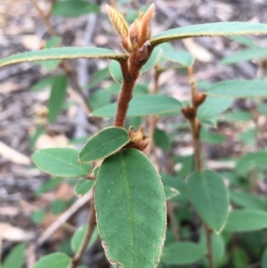 Pomaderris andromedifolia subsp. andromedifolia at Lower Boro, NSW - 13 Jun 2022