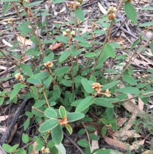 Pomaderris andromedifolia subsp. andromedifolia at Lower Boro, NSW - 13 Jun 2022 11:44 AM