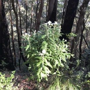 Coronidium elatum at Killiekrankie, NSW - 21 Jun 2022