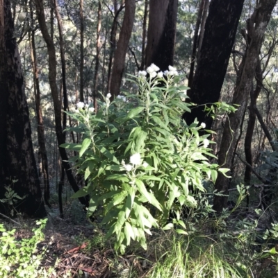 Coronidium elatum (White Everlasting Daisy) at Killiekrankie, NSW - 21 Jun 2022 by BrianH