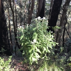 Coronidium elatum (White Everlasting Daisy) at Killiekrankie, NSW - 21 Jun 2022 by BrianH
