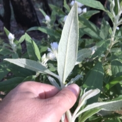 Coronidium elatum at Killiekrankie, NSW - 21 Jun 2022