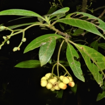 Psychotria loniceroides (Hairy Psychotria) at Bodalla State Forest - 22 Jun 2022 by plants