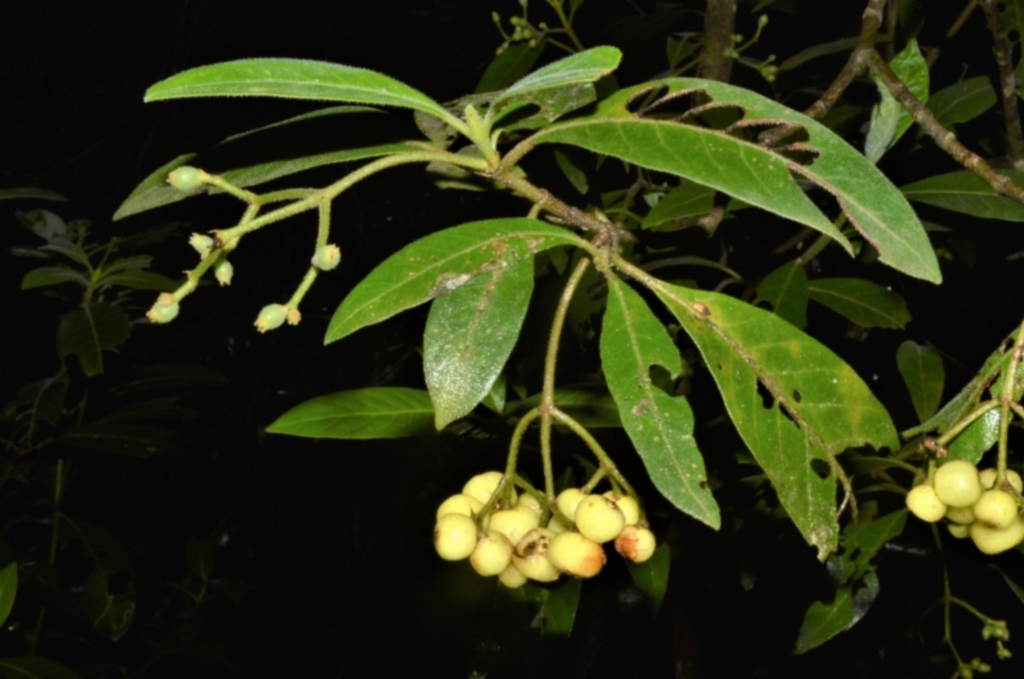Psychotria loniceroides at Kianga, NSW - 22 Jun 2022