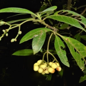 Psychotria loniceroides at Kianga, NSW - 22 Jun 2022