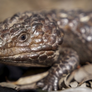 Tiliqua rugosa at Broadway, NSW - 19 Jun 2022