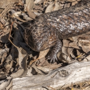 Tiliqua rugosa at Broadway, NSW - 19 Jun 2022