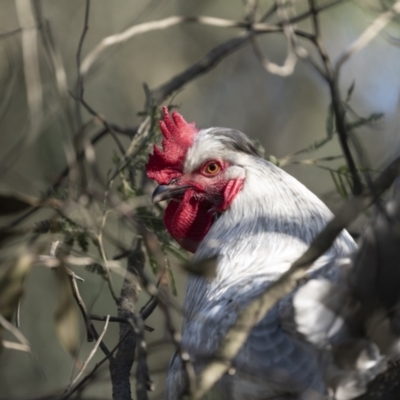 Gallus gallus (Red Junglefowl (Domestic)) at Broadway, NSW - 19 Jun 2022 by trevsci