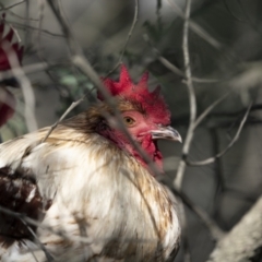 Gallus gallus at Broadway, NSW - 19 Jun 2022