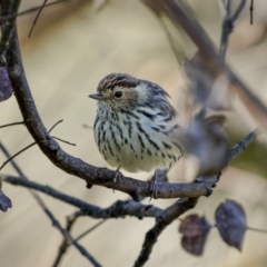 Pyrrholaemus sagittatus (Speckled Warbler) at Broadway TSR N.S.W. - 19 Jun 2022 by trevsci