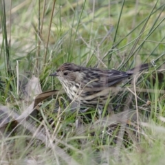 Pyrrholaemus sagittatus at Broadway, NSW - 19 Jun 2022