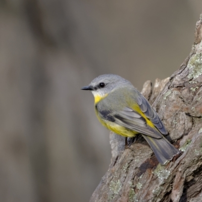 Eopsaltria australis (Eastern Yellow Robin) at Broadway, NSW - 19 Jun 2022 by trevsci