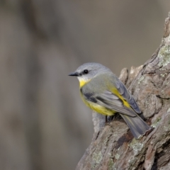 Eopsaltria australis (Eastern Yellow Robin) at Broadway, NSW - 19 Jun 2022 by trevsci