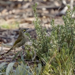 Caligavis chrysops at Broadway, NSW - 19 Jun 2022