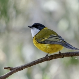 Pachycephala pectoralis at Broadway, NSW - 19 Jun 2022