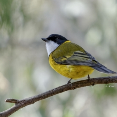 Pachycephala pectoralis (Golden Whistler) at Broadway, NSW - 19 Jun 2022 by trevsci