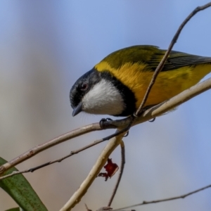 Pachycephala pectoralis at Broadway, NSW - 19 Jun 2022