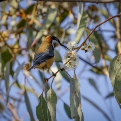 Acanthorhynchus tenuirostris (Eastern Spinebill) at Broadway TSR N.S.W. - 19 Jun 2022 by trevsci