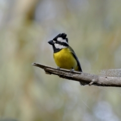 Falcunculus frontatus (Eastern Shrike-tit) at Dalton, NSW - 19 Jun 2022 by trevsci