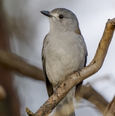 Colluricincla harmonica (Grey Shrikethrush) at Dalton, NSW - 18 Jun 2022 by trevsci