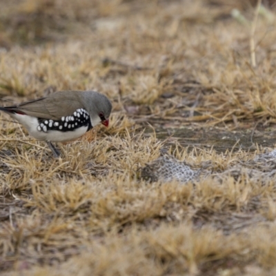 Stagonopleura guttata (Diamond Firetail) at Dalton, NSW - 19 Jun 2022 by trevsci