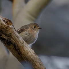 Petroica rosea (Rose Robin) at Dalton, NSW - 19 Jun 2022 by trevsci