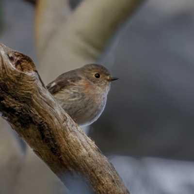 Petroica rosea (Rose Robin) at Dalton, NSW - 18 Jun 2022 by trevsci