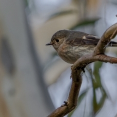 Petroica rosea at Dalton, NSW - 19 Jun 2022 08:51 AM