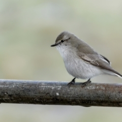 Microeca fascinans (Jacky Winter) at Dalton, NSW - 19 Jun 2022 by trevsci