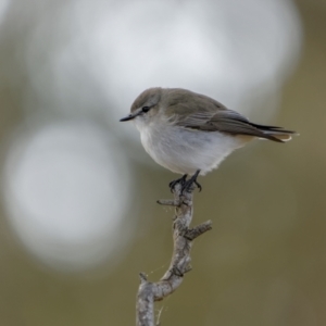 Microeca fascinans at Dalton, NSW - 19 Jun 2022