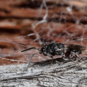 Chalcididae (family) at Bruce, ACT - 22 Jun 2022 12:03 PM