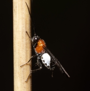 Pycnobraconoides sp. (genus) at Acton, ACT - 22 Jun 2022 10:02 AM