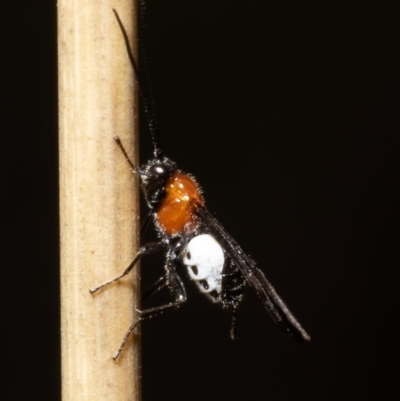 Pycnobraconoides sp. (genus) (A Braconid wasp) at ANBG - 22 Jun 2022 by Roger