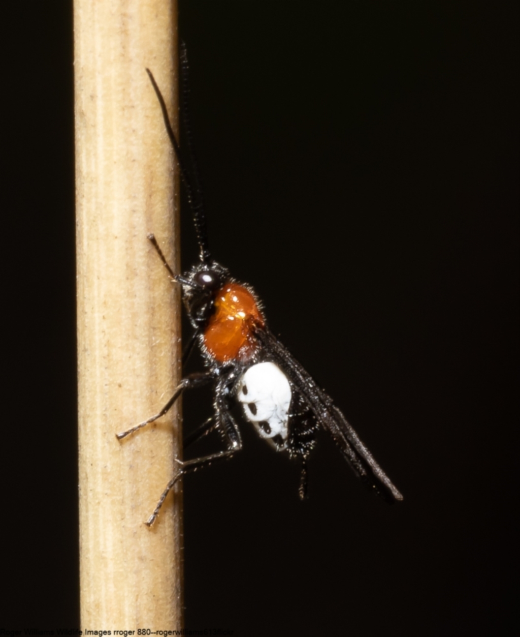 Pycnobraconoides sp. (genus) at Acton, ACT - 22 Jun 2022