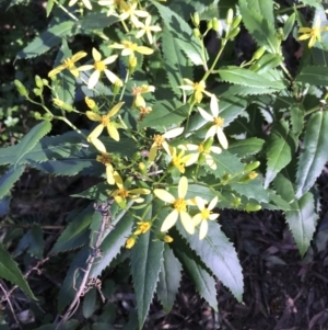 Senecio amygdalifolius at Killiekrankie, NSW - 21 Jun 2022