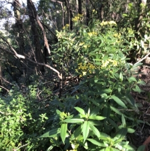 Senecio amygdalifolius at Killiekrankie, NSW - 21 Jun 2022