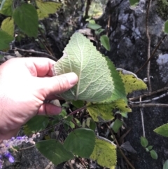 Plectranthus graveolens (Bush Basil) at New England National Park - 21 Jun 2022 by BrianH