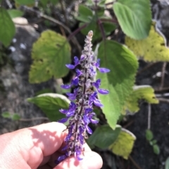 Plectranthus graveolens at Killiekrankie, NSW - 21 Jun 2022 12:34 PM