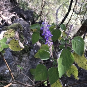 Plectranthus graveolens at Killiekrankie, NSW - 21 Jun 2022