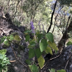 Plectranthus graveolens at Killiekrankie, NSW - 21 Jun 2022 12:34 PM