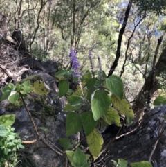 Coleus graveolens at Killiekrankie, NSW - 21 Jun 2022 12:34 PM