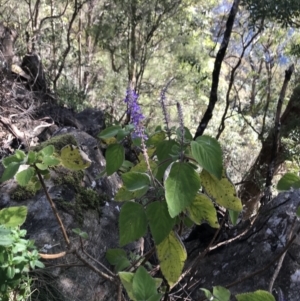 Plectranthus graveolens at Killiekrankie, NSW - 21 Jun 2022