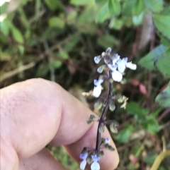 Plectranthus parviflorus (Cockspur Flower) at Killiekrankie, NSW - 21 Jun 2022 by BrianH