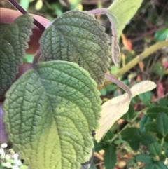 Plectranthus parviflorus at Killiekrankie, NSW - 21 Jun 2022