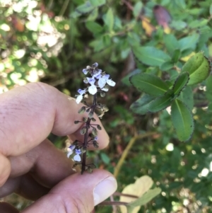 Plectranthus parviflorus at Killiekrankie, NSW - 21 Jun 2022