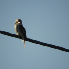 Dacelo novaeguineae (Laughing Kookaburra) at Murrumbateman, NSW - 17 Jun 2022 by SimoneC