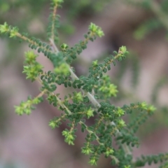 Pultenaea foliolosa (Small Leaf Bushpea) at Wodonga - 13 Jun 2022 by KylieWaldon