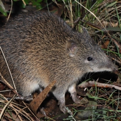 Isoodon obesulus obesulus (Southern Brown Bandicoot) at Tidbinbilla Nature Reserve - 22 Jun 2022 by TimL